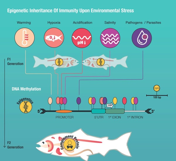 Schematic illustration of trans-generationally transmitted environmentally induced epigenetic changes around the transcription start of a hypothetical immune modified from [141]. doi/10.1098/rsbl.2023.0346.