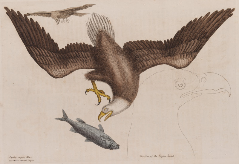 The bald eagle from volume 1 of The Natural History of Carolina, Florida and the Bahama Islands, by Mark Catesby (1731)