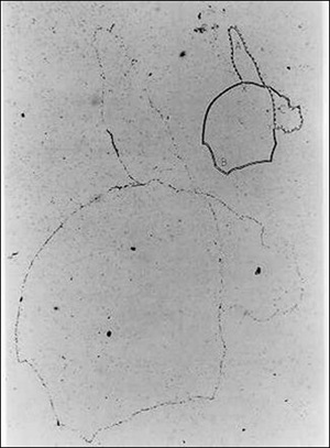 Autoradiograph of Escherichia coli genome. From ‘The bacterial chromosome and its manner of replication as seen by autoradiography’ by John Cairns. Journal of Molecular Biology, Volume 6, Issue 3, March 1963, Pages 208-213.