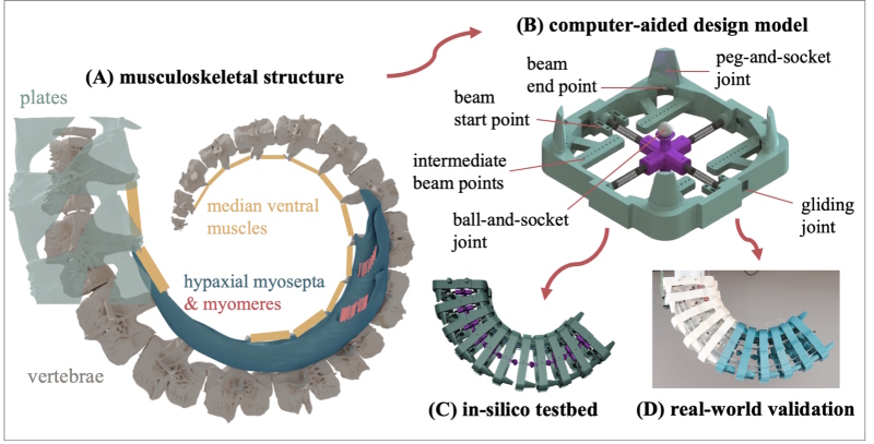 Figure 1. Overview of our pipeline. (A) 3D reconstruction of a μCT scan of the seahorse tail (Hippocampus reidi) depicting its skeletal structure and ventral muscles. (B) The biomimetic transfer of a seahorse tail unit to a computer-aided design model, capturing the main skeletal geometries and incorporating the same primary joints. The routing points of the beams that mimic the ventral muscles are annotated. (C) The in-silico instantiation of our musculoskeletal model, which serves as our primary testbed due to its complete controllability and observability. (D) The real-world instantiation of our musculoskeletal model, which serves as a validation tool for our in-silico results. The prototype was 3D-printed in two colours of PLA (white and blue), based on availability.