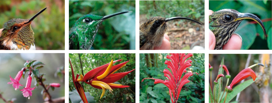 Hummingbirds tend to visit plant species with flower similar in length to their bills, indicating morphological matching, as it was found in the study.