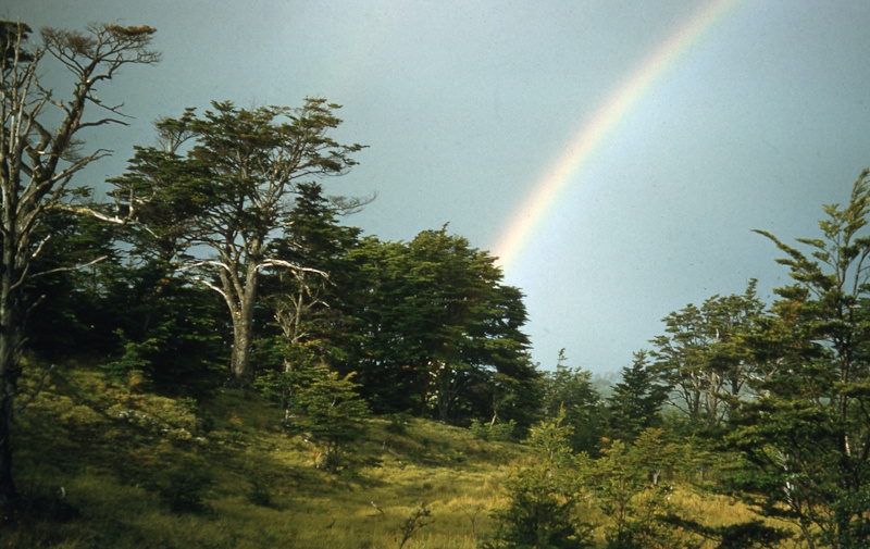 A forest glade on Bertrand Island, 1959