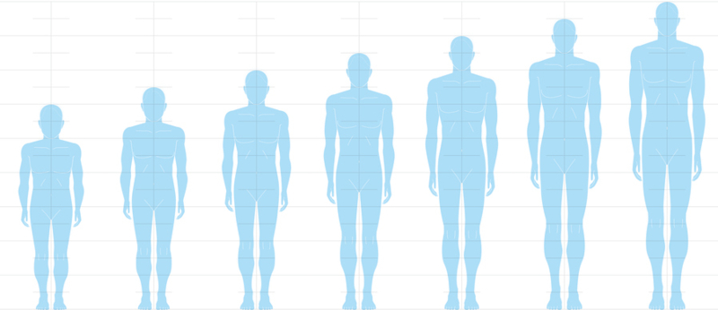 Human height balance seen from the front.