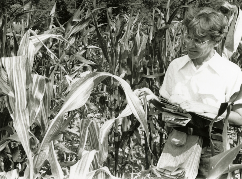 Barbara McClintock in a field of corn, 1946