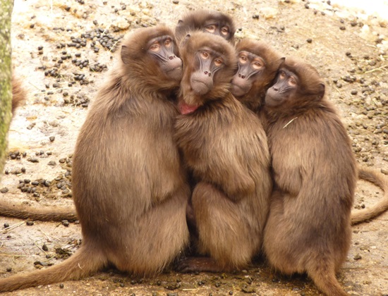 Group of monkeys