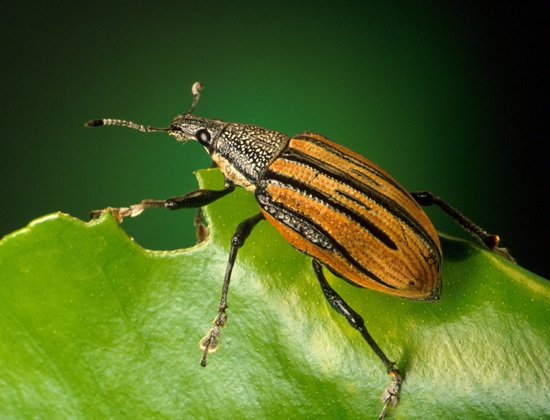 Beetle on a leaf