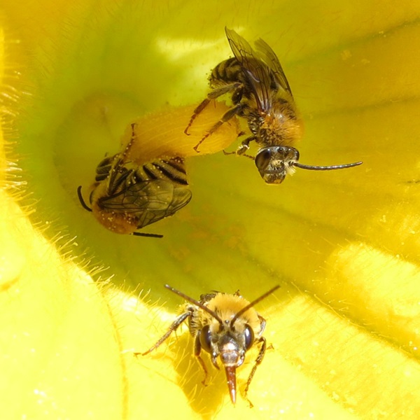 Peponapis pruinosa - Pruinose Squash Bees on squash blossom. Ilona Loser, CC BY-SA 4.0 <https://creativecommons.org/licenses/by-sa/4.0>, via Wikimedia Commons