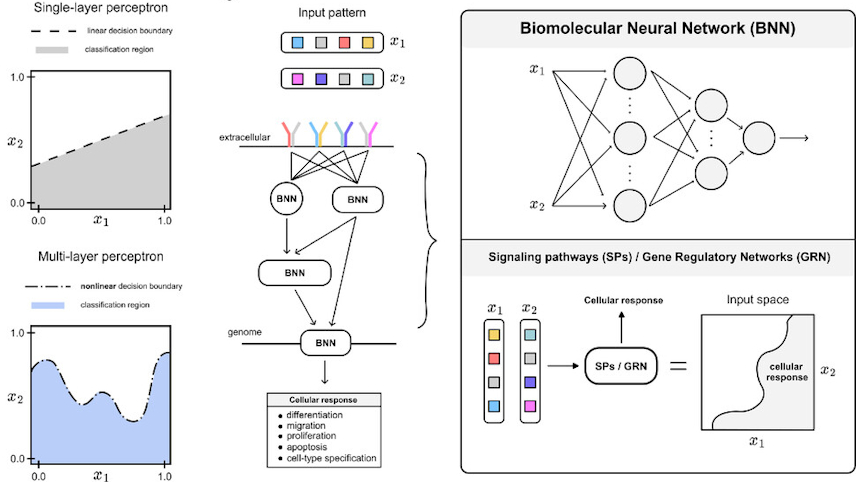 Figure 1 from article - Pattern recognition in living cells