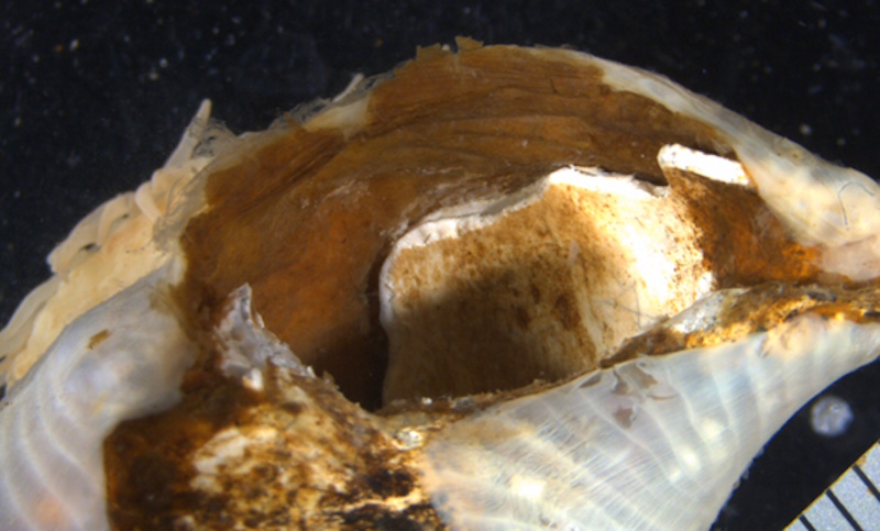 External morphology Paracalliactis tsukisome sp. nov.