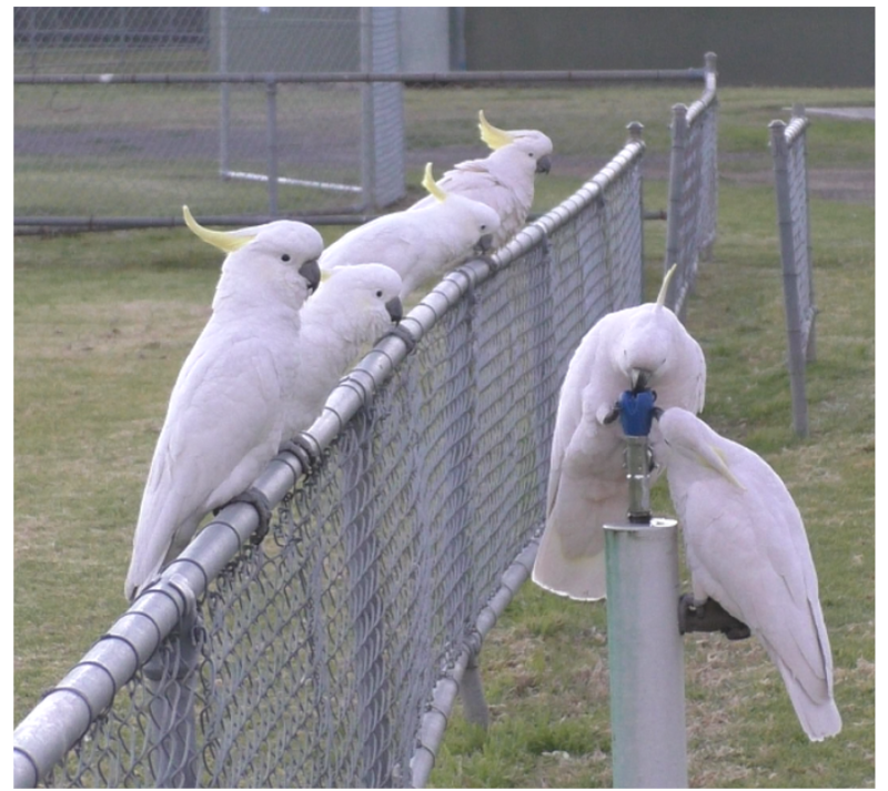 Drinking fountain usage by sulphur-crested cockatoos